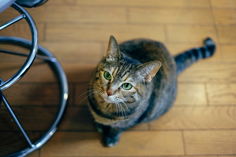 猫好きの人は犬タイプ